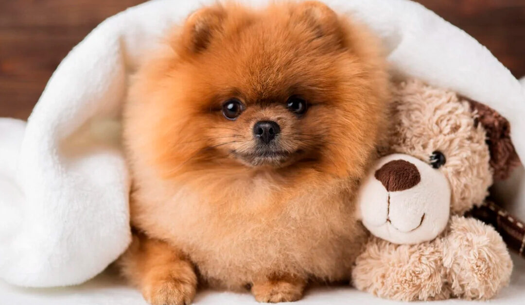 Hotel pet friendly em Santa Catarina: dicas para fazer a melhor escolha