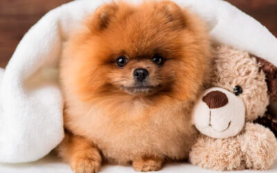 Hotel pet friendly em Santa Catarina: dicas para fazer a melhor escolha