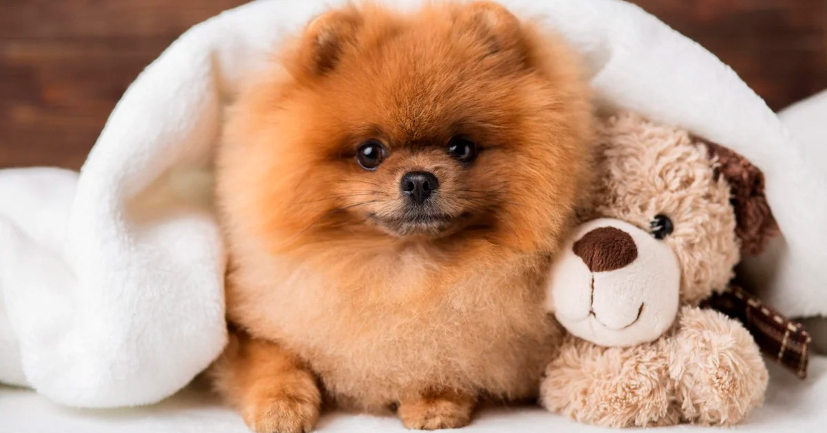 Hotel pet friendly em Santa Catarina